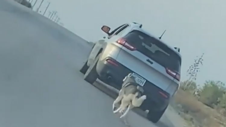 Man dumpt hondje langs kant van de weg, maar dat wil van geen wijken weten: «Hartverscheurend» (video)
