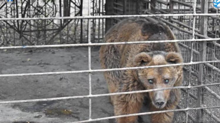 Activisten proberen ‘droevigste beer ter wereld’ te bevrijden: «Hij zit al 30 jaar in een kooi»