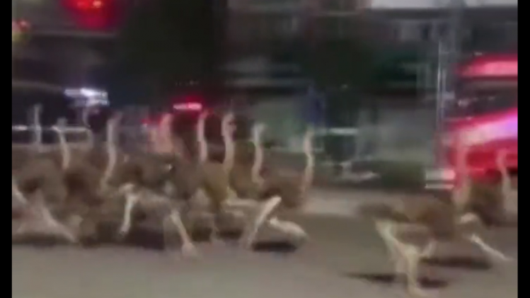 OEPS. Meer dan 80 ontsnapte struisvogels racen door de straten van China (video)