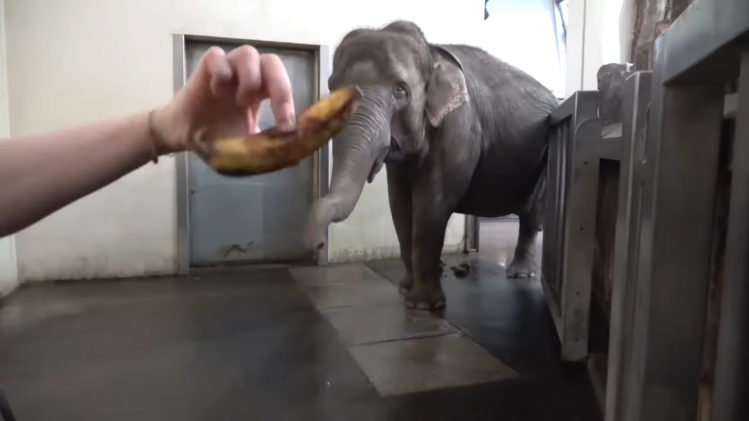 olifant banaan