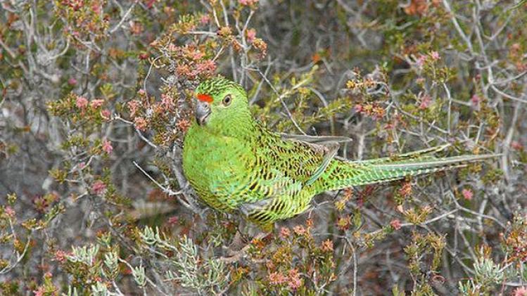 640px-Westerngroundparrot