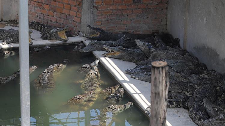 Opvallend: 40 krokodillen verscheuren man na val in kooi