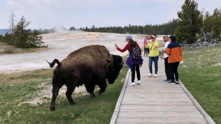 Toeriste wil foto met bizon, maar die is daar NIET mee gediend: «Dat was behoorlijk dom!» (video)