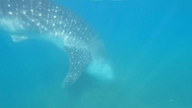 Voor het eerst ooit walvishaai vastgelegd die dit doet (video)