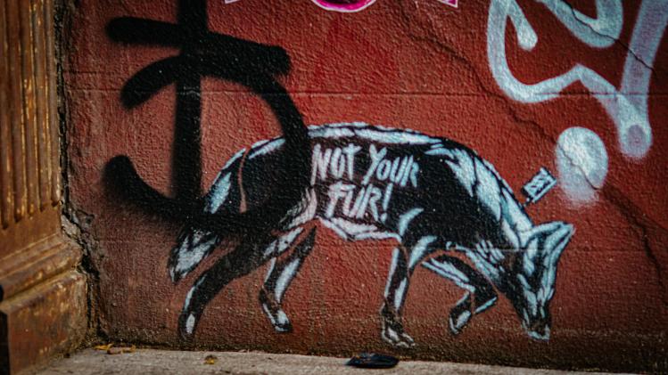 Animal rights Unsplash