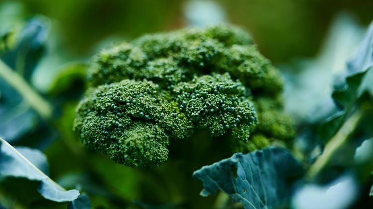 hans-ripa-3hzBK2aPf8s-unsplash