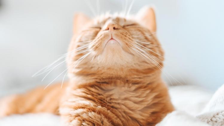 gaelle-marcel-Qtg_270Aa_I-unsplash