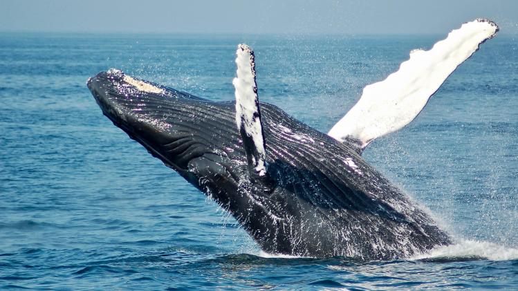 todd-cravens-lwACYK8ScmA-unsplash