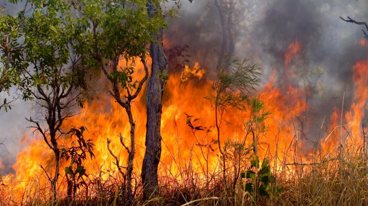 Australië kondigt ontstaan van weerfenomeen El Niño aan: vrees voor zware bosbranden
