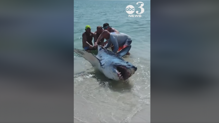 WOW! Strandgangers duwen gestrande haai terug in de zee, maar dat is niet zonder gevaar (video)