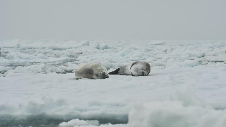 Slecht nieuws over ijs rond Antarctica: «Laagste waarde sinds begin van metingen»