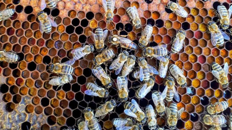 Imkers treffen desastreuze bacterie aan in bijenkorven: «Grootste ramp na pesticiden»