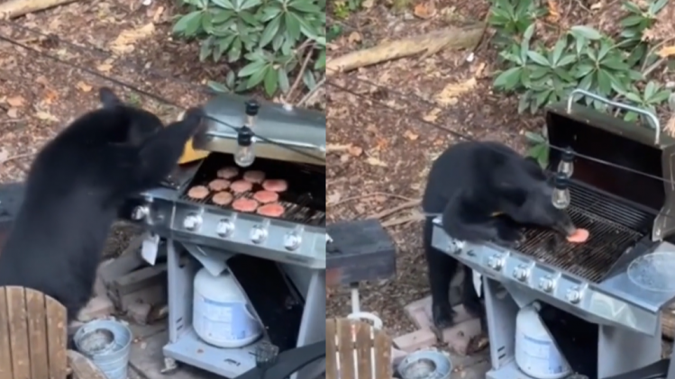 Twee beren verorberen vers gegrild vlees vanop de BBQ: «We waren doodsbang» (video)