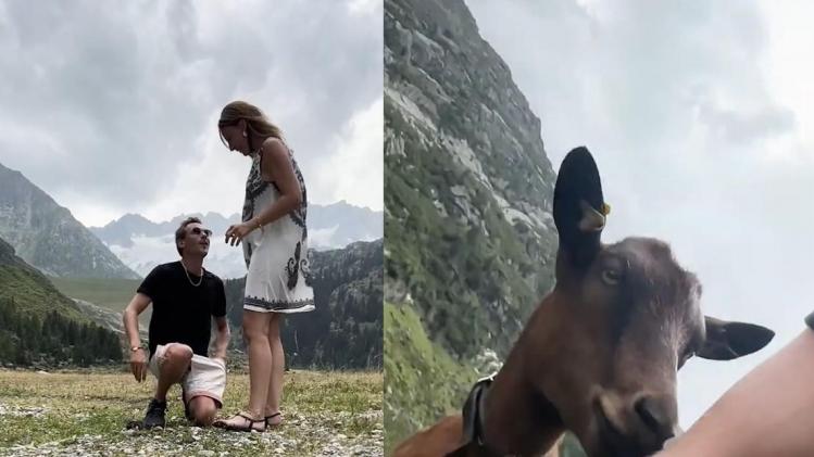 Ondeugende geit saboteert adembenemend huwelijksaanzoek in Zwitserse bergen (video)