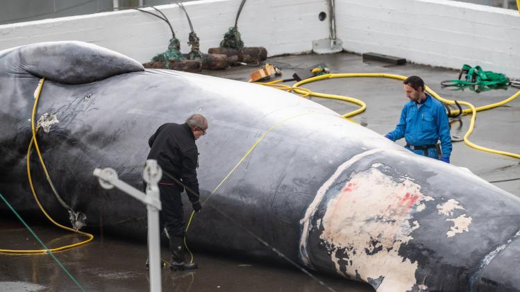 24 walvissen gedood in IJsland tijdens ingekort walvisseizoen (foto’s)