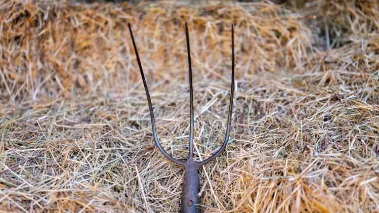 pexels-vladimir-srajber-17708495