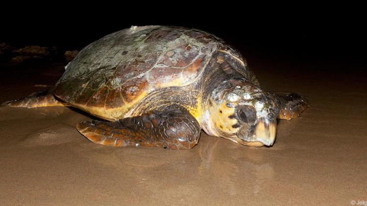 Primeur in Bredene: dikkopschildpad aangespoeld