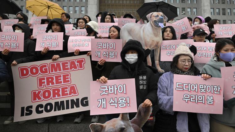 Zuid-Korea verbiedt slachten van honden en verkoop hondenvlees