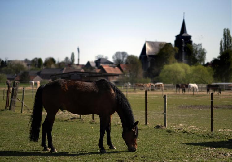 paardenprocessie Belga E. Lalmand