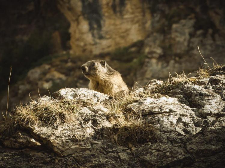 bever