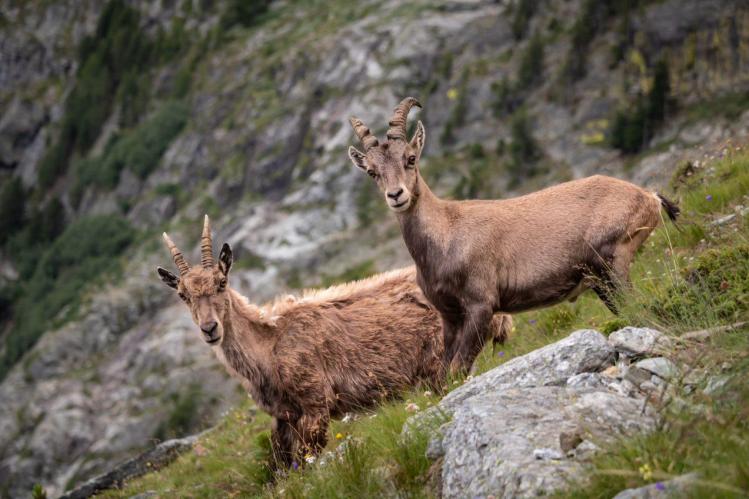 alpenbok